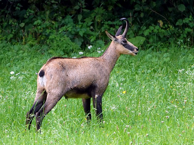 Chamois,  rupicapra rupicapra