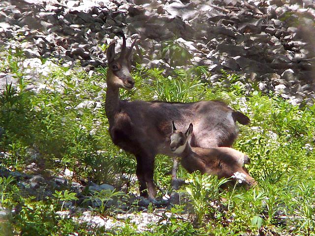 Chamois et son cabri