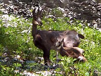 Femelle chamois et son petit