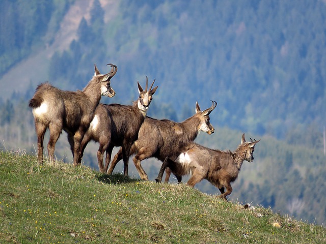 Troupeau de chamois