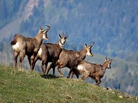 Troupeau de chamois