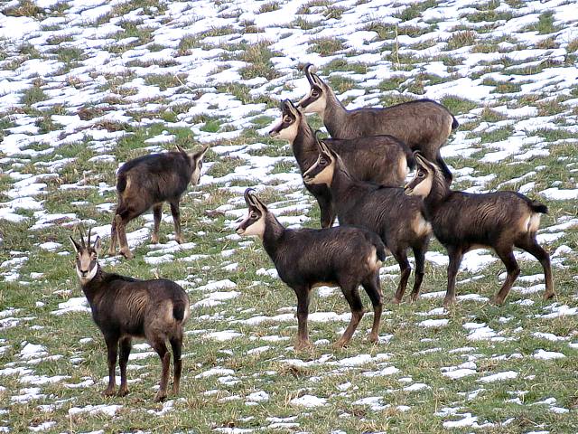 Troupeau de chamois