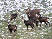 Troupeau de chamois