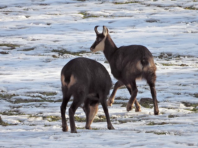 Deux chamois dans la neige