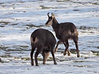 Deux chamois en hiver