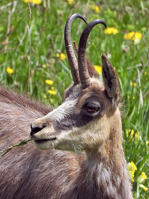 Tte de chamois