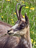 Tête de chamois