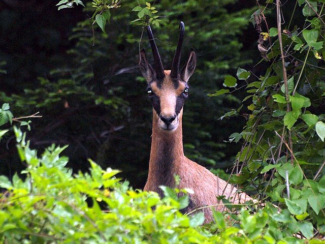 Chamois