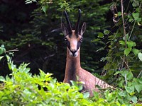 Un chamois nous regarde