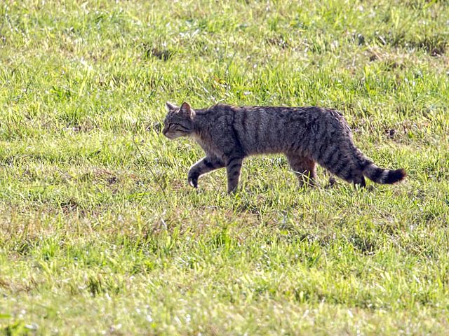 Chat sauvage, felis silvestris