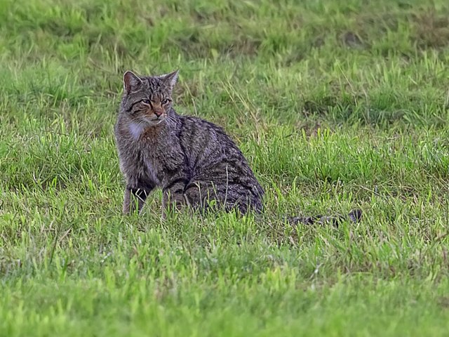 Chat sauvage non loin de la Chaux-de-Fonds