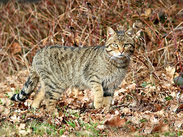 Chat sauvage