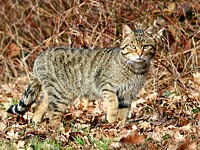 Chat sauvage ou chat forestier