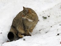Chat sauvage en hiver