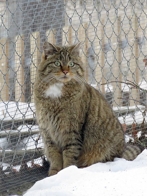 Chat sauvage au Bois du Petit Chteau