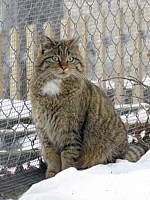 Chat sauvage, felis silvestris