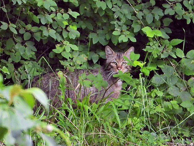 Chat sauvage en fort