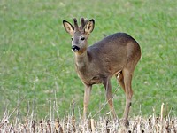 Chevreuil, capreolus capreolus