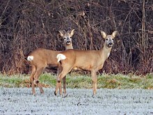 Chevreuils aux aguêts