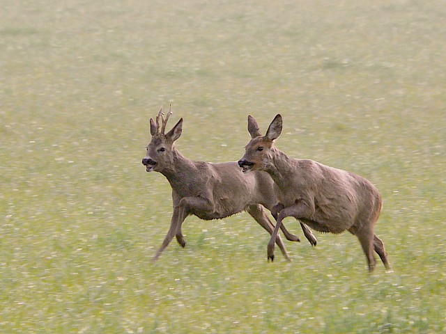 Brocard et chevrette en course