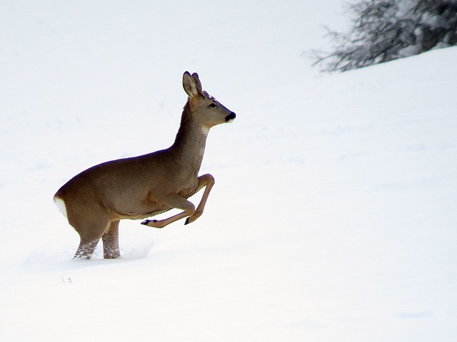 Chevreuil dans la neige