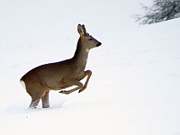 Chevreuil dans la neige