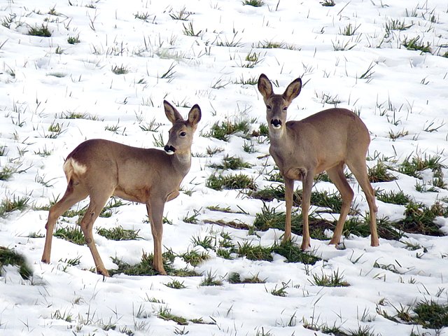 Chevreuils dans la neige