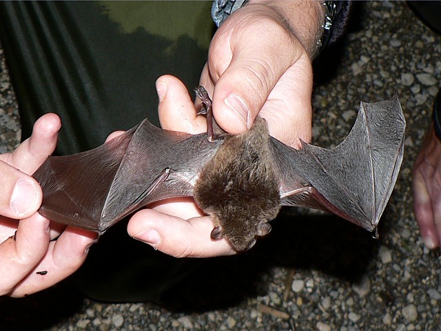 Ailes de la chauve-souris