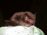 Murin de Daubenton, myotis daubentoni