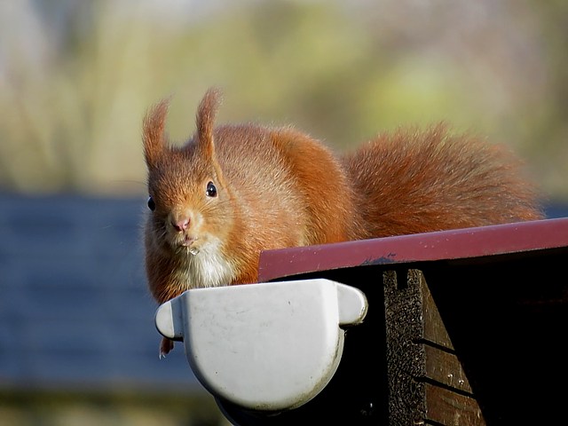 Ecureuil roux, sciurus vulgaris