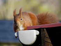 Repas d'écureuil