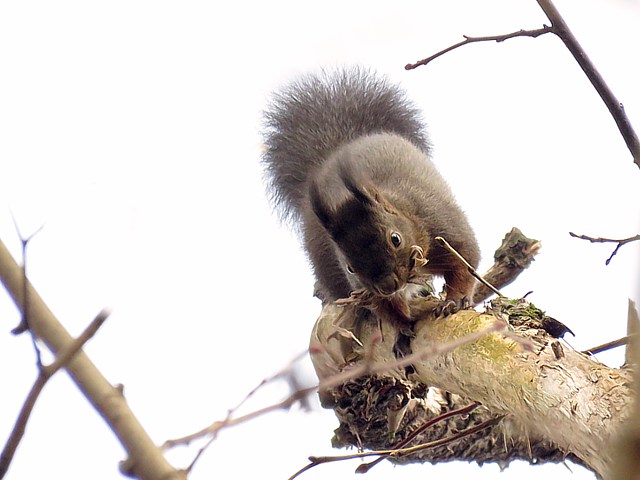 Ecureuil roux sur un arbre