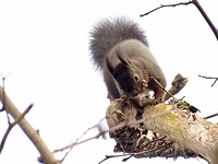 Ecureuil roux préparant son nid