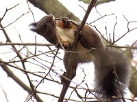 Ecureuil roux cassant des branchettes