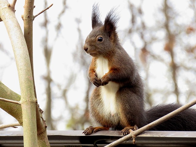 Ecureuil roux sur une branche