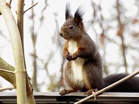 Ecureuil roux, sciurus  vulgaris