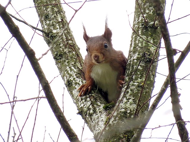 Ecureuil roux sur un arbre