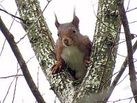 Ecureuil roux, sciurus  vulgaris