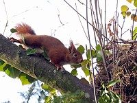 Le nid de l'écureuil