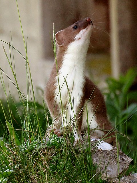 Jeune hermine, mustela erminea