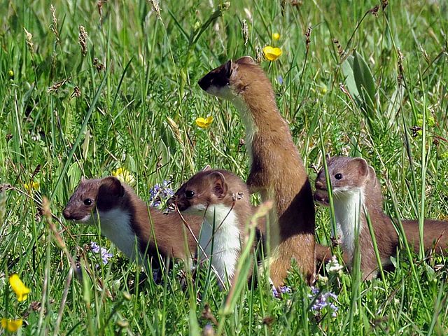 Hermines en famille