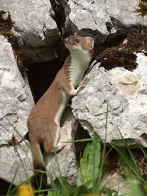 Hermine, mustela erminea