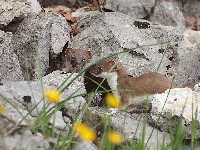 Jeunes hermines, mustela erminea