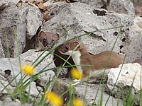 jeune hermine, mustela erminea