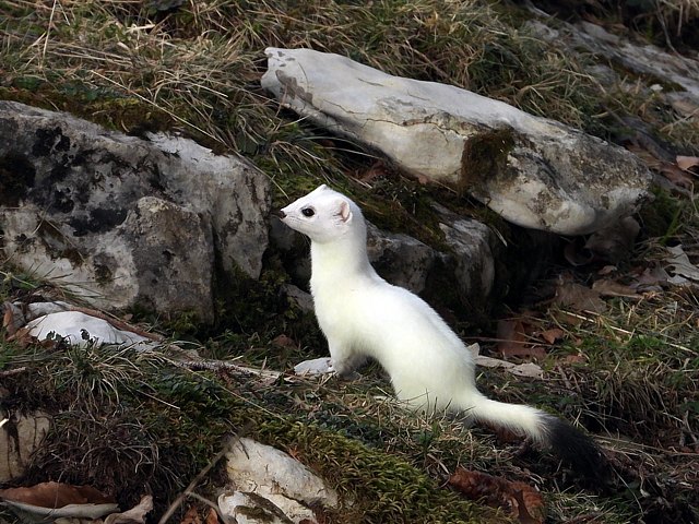 Hermine au Creux-du-Van