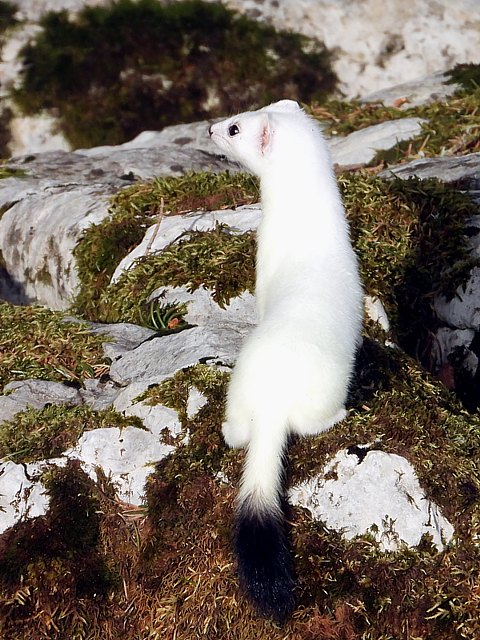 Hermine en pelage d'hiver, mustela erminea