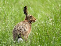 Lièvre brun, lepus europaeus