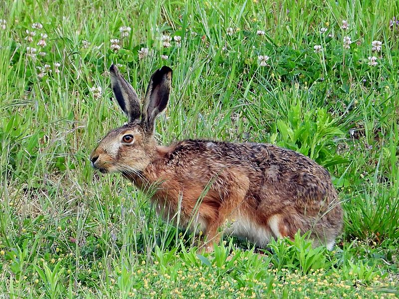 Lièvre brun dans les hautes herbes
