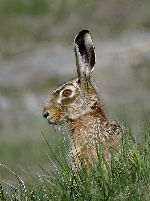 Portrait de lièvre, lepus europaeus