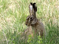 Lièvre brun, lepus europaeus